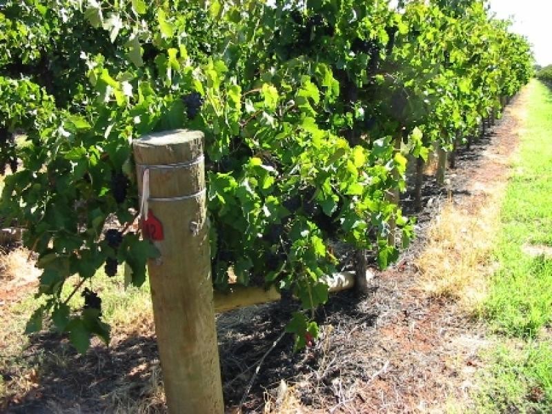 Lot 63 Tarcoola Street, Renmark SA 5341