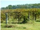 Allotment 2 Hd of Gordon, Loxton SA 5333