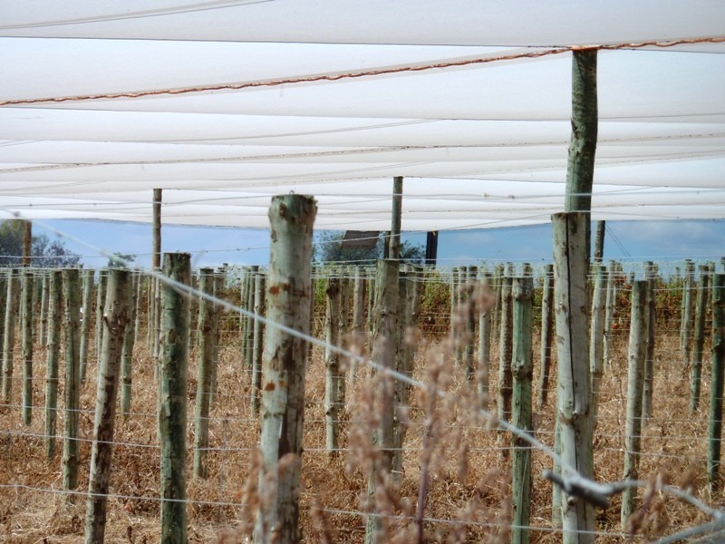 Allotment 2 Hd of Gordon, Loxton SA 5333