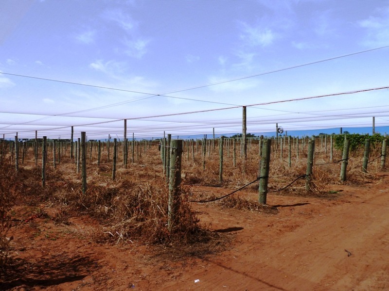 Allotment 2 Hd of Gordon, Loxton SA 5333