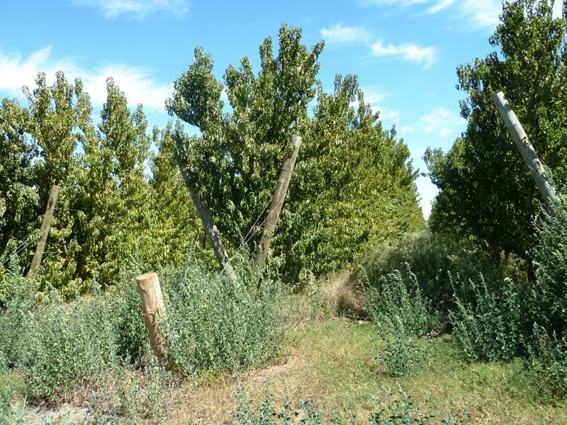 Allotment 2 Hd of Gordon, Loxton SA 5333