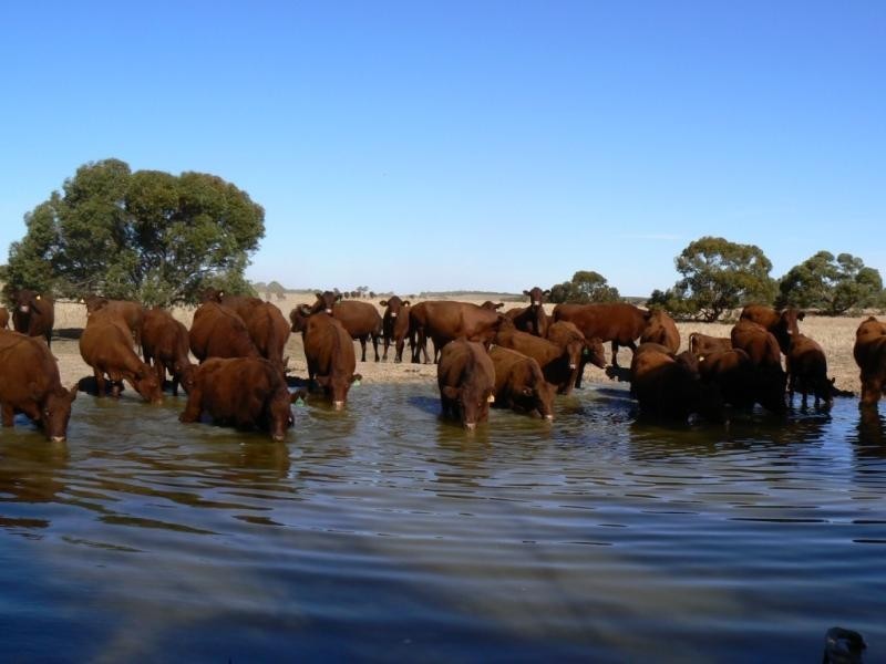 Section 33 , 39, 201, 203 and 27, 50 Hundred of Kingsford, Kringin SA 5304