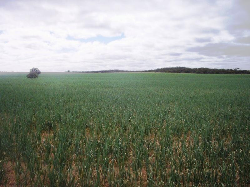 Section 33 , 39, 201, 203 and 27, 50 Hundred of Kingsford, Kringin SA 5304