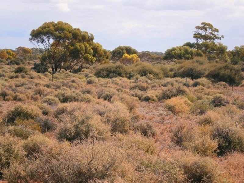 Allotment 294 Hundred of Eba, Morgan SA 5320