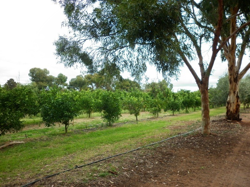 409 Kulkyne Street, Renmark SA 5341