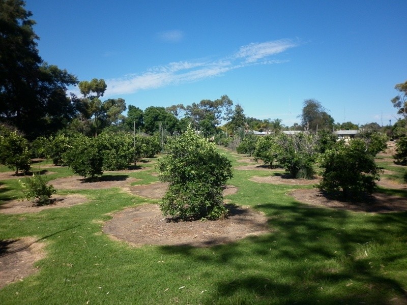 63, 64 and 65 Evans Street, Renmark SA 5341