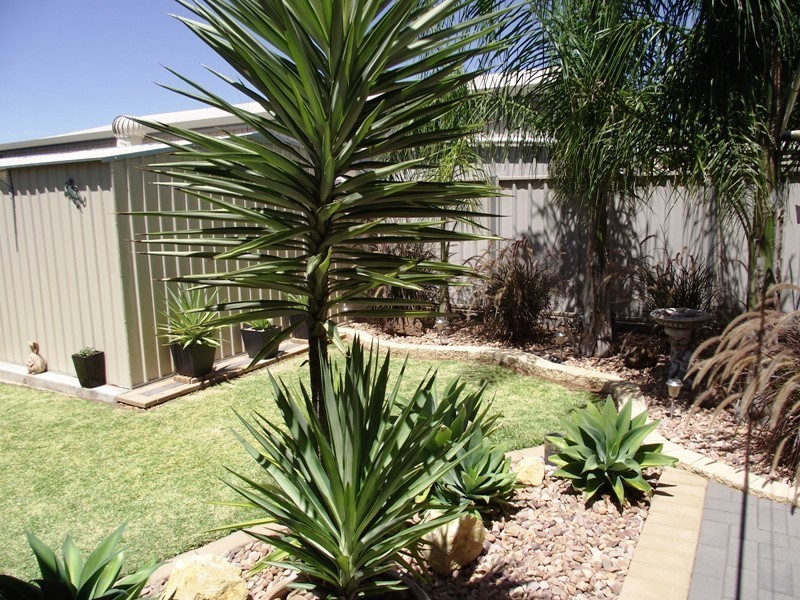 121 Kay Avenue, Berri SA 5343