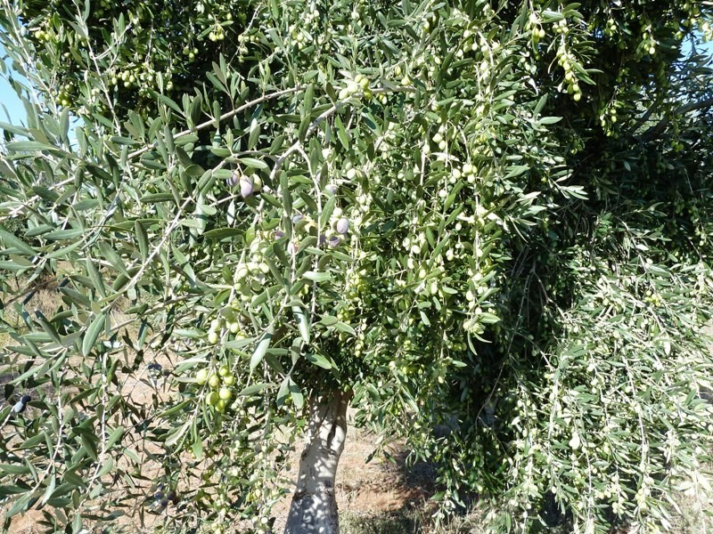 Lot 4D Thurlows Road, Pinnaroo SA 5304