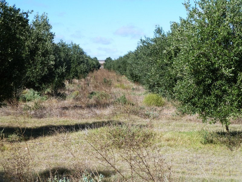 Lot 4D Thurlows Road, Pinnaroo SA 5304