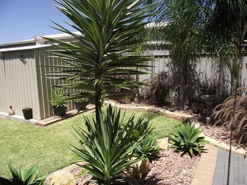 121 Kay Avenue, Berri SA 5343