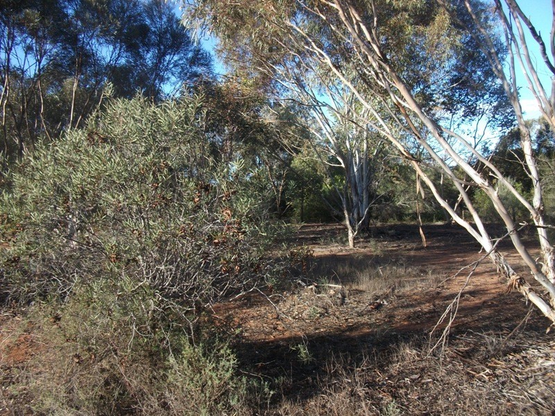 684 Thiele Road, Loveday SA 5345