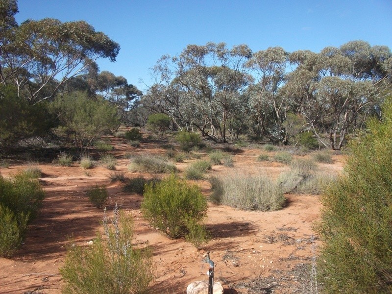 20 Rawnsley Road, Loveday SA 5345