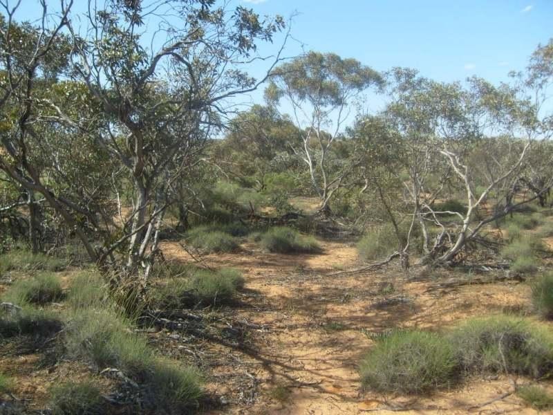 Sections 994 ,995,996,997,998 and 1265 Harding Road, Monash SA 5342