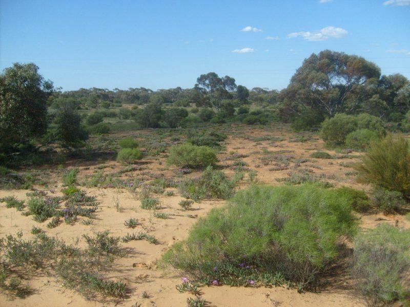 Sections 994 ,995,996,997,998 and 1265 Harding Road, Monash SA 5342