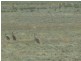 Sections 994 ,995,996,997,998 and 1265 Harding Road, Monash SA 5342
