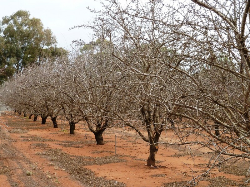 - Dorsch Avenue, Loxton SA 5333