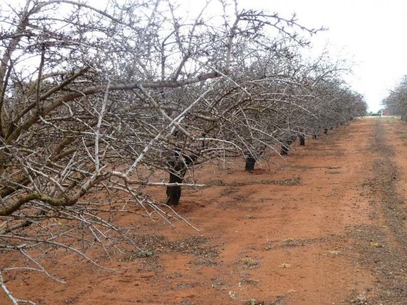 - Dorsch Avenue, Loxton SA 5333