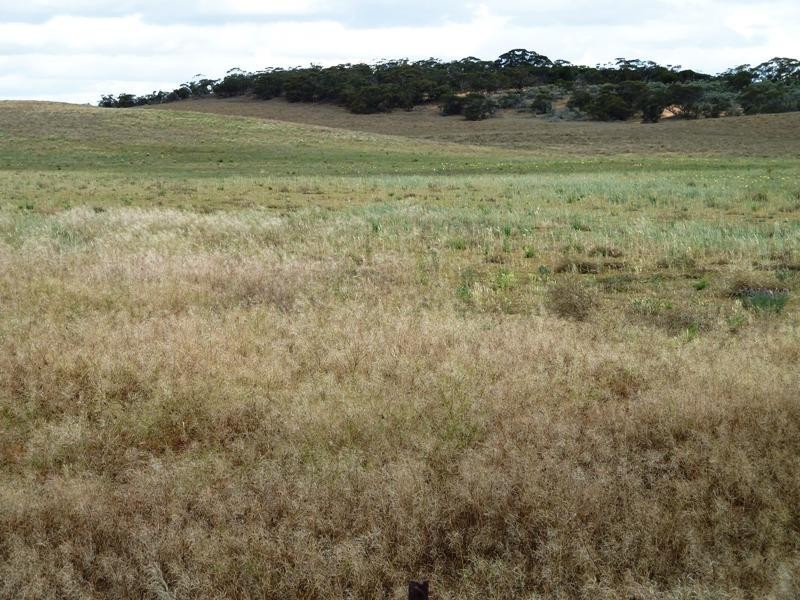 Section 29 Hundred of, Peebinga SA 5304