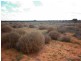 Lot 91 Seekamp Street, Renmark SA 5341