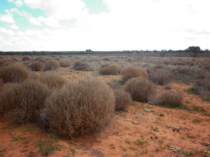 Lot 91 Seekamp Street, Renmark SA 5341