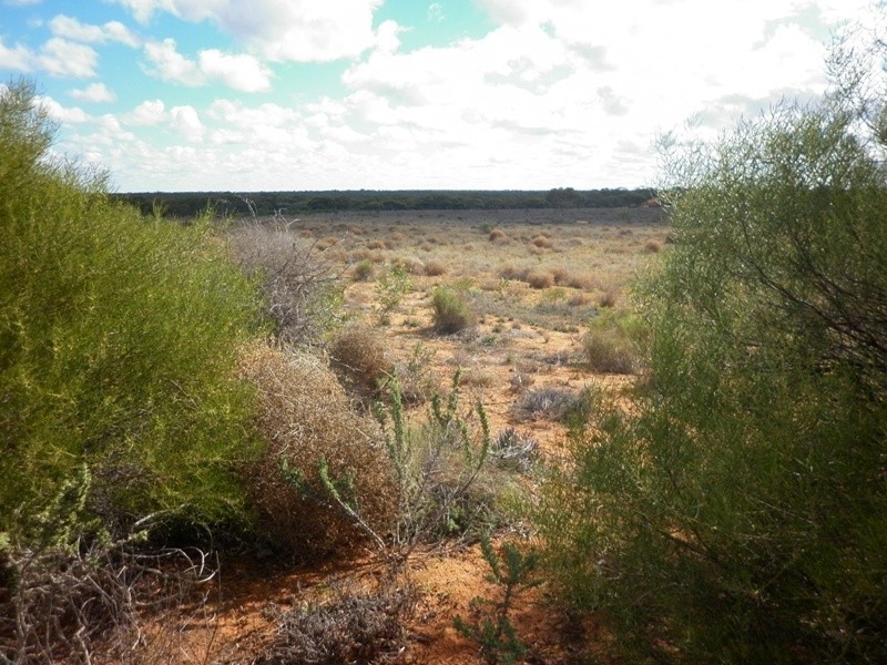 Lot 91 Seekamp Street, Renmark SA 5341