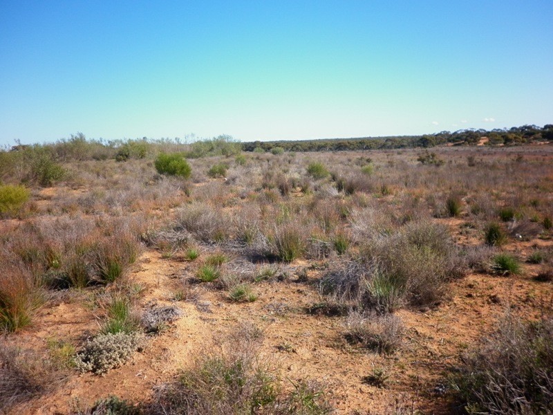 Lot 91 Seekamp Street, Renmark SA 5341