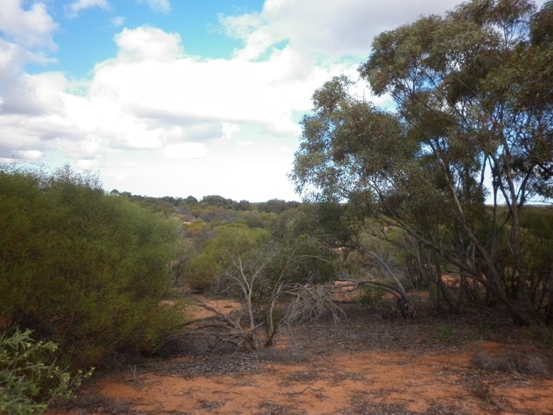 Lot 91 Seekamp Street, Renmark SA 5341