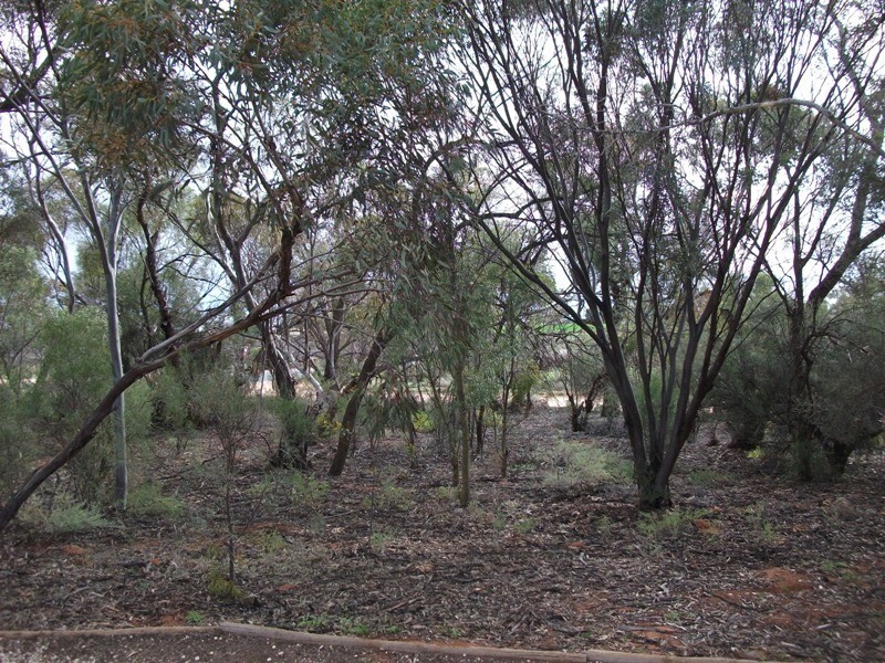 179 Evans Road, Barmera SA 5345