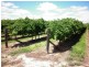 - Kulkyne Street, Renmark SA 5341