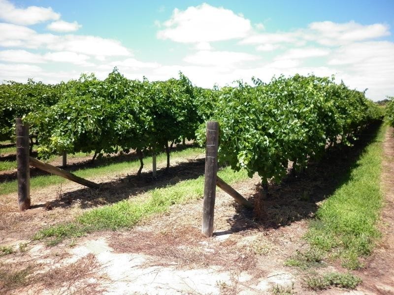 - Kulkyne Street, Renmark SA 5341