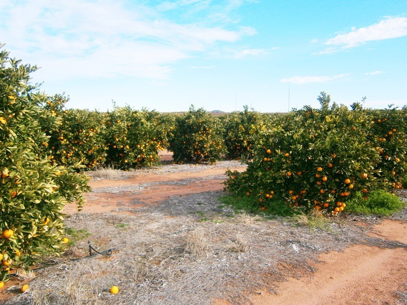 30 Rex Andrew Rd, Golden Heights SA 5322