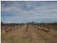 Sec 290 Wamsley Road, Barmera SA 5345