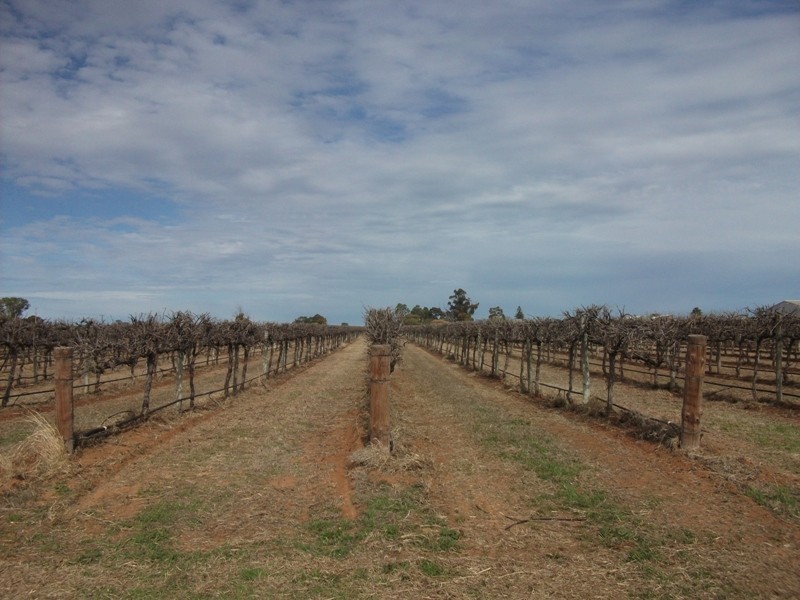 Sec 290 Wamsley Road, Barmera SA 5345