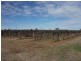 Sec 290 Wamsley Road, Barmera SA 5345