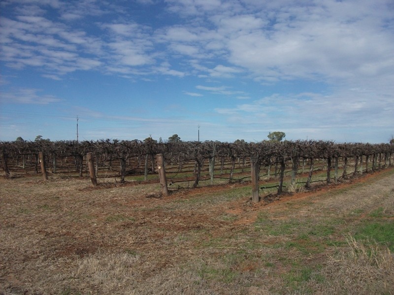 Sec 290 Wamsley Road, Barmera SA 5345