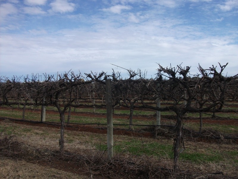 Sec 290 Wamsley Road, Barmera SA 5345