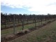 Sec 290 Wamsley Road, Barmera SA 5345