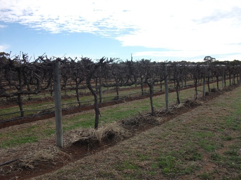 Sec 290 Wamsley Road, Barmera SA 5345