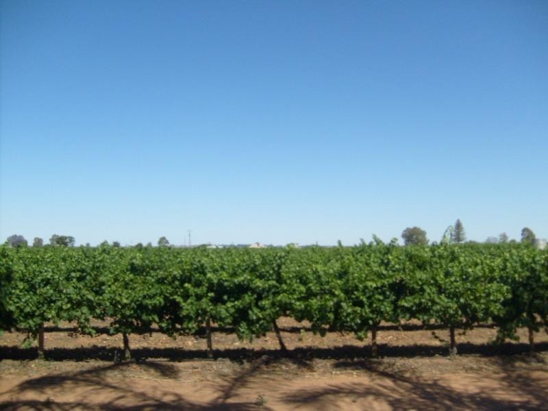 99 Winkie Road, Winkie SA 5343