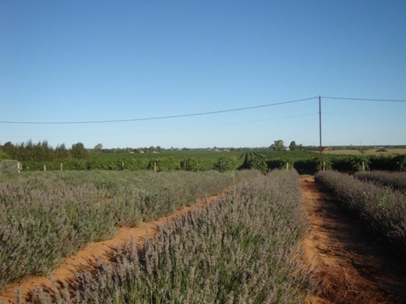 260 Loveday Road, Loveday SA 5345