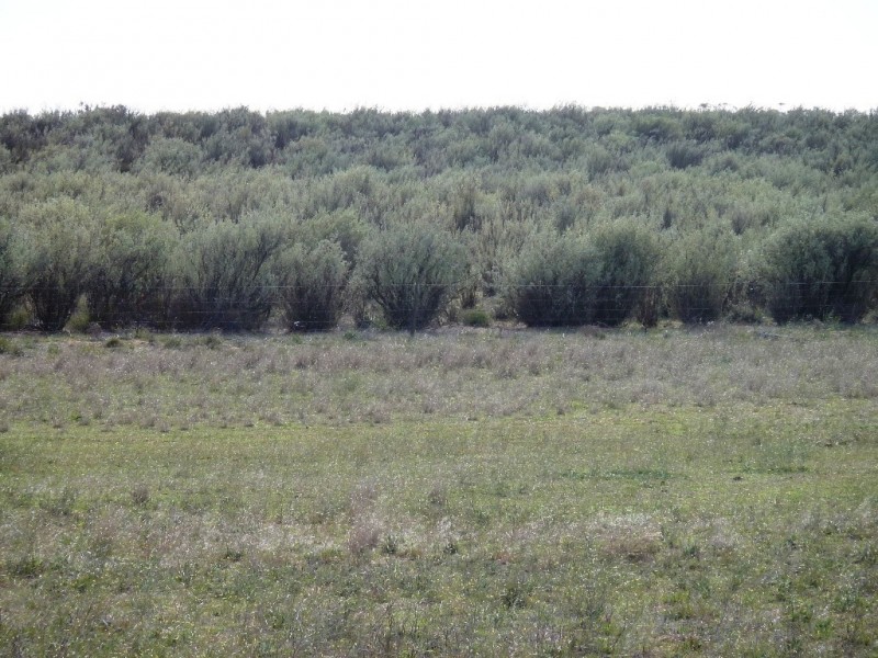 - Charlsons, Wanbi SA 5310