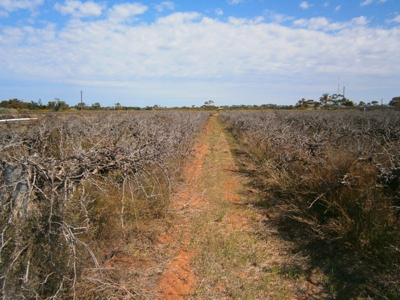 17 Baldock Road, Waikerie SA 5330