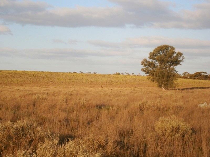 Allotment 1 Naidia Road, Swan Reach SA 5354
