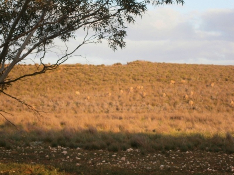 Allotment 1 Naidia Road, Swan Reach SA 5354