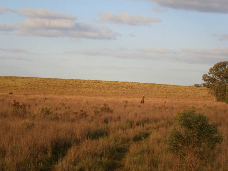 Allotment 1 Naidia Road, Swan Reach SA 5354