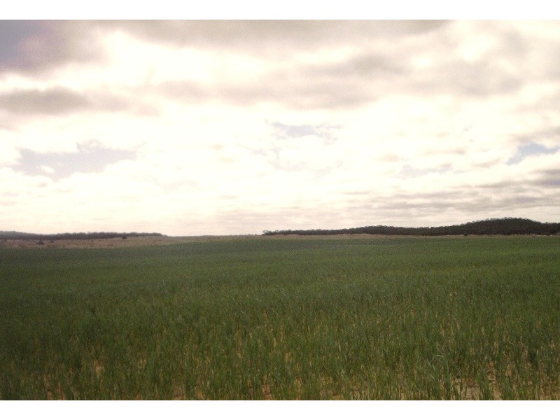 Section 33 , 39, 201, 203 and 27, 50 Hundred of Kingsford, Kringin SA 5304