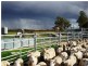 Section 33 , 39, 201, 203 and 27, 50 Hundred of Kingsford, Kringin SA 5304