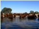 Section 33 , 39, 201, 203 and 27, 50 Hundred of Kingsford, Kringin SA 5304