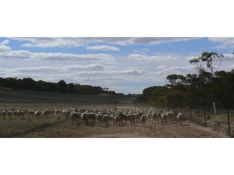 Section 33 , 39, 201, 203 and 27, 50 Hundred of Kingsford, Kringin SA 5304