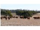 Section 33 , 39, 201, 203 and 27, 50 Hundred of Kingsford, Kringin SA 5304